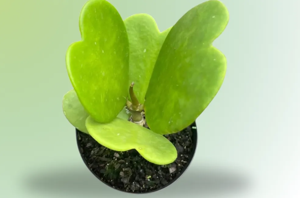 Suculenta Coração Hoya – Planta Natural