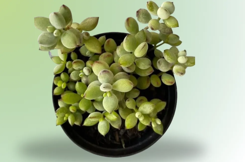 Suculenta Cotyledon Pendens – Planta Rara