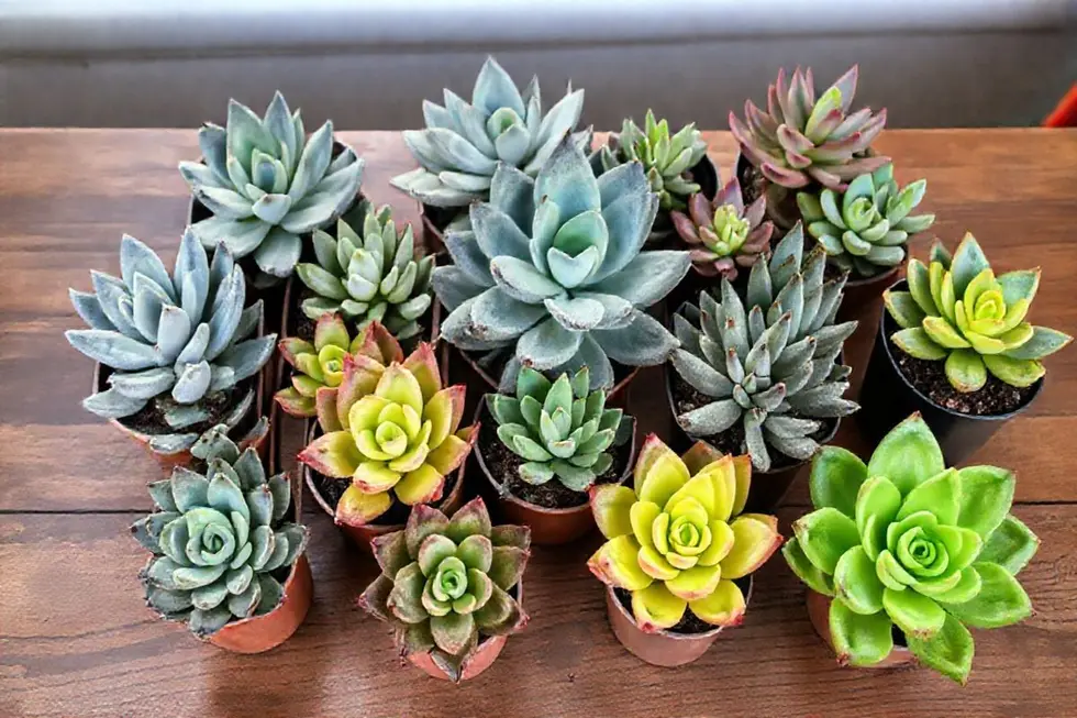 Características e Variedades de Echeveria