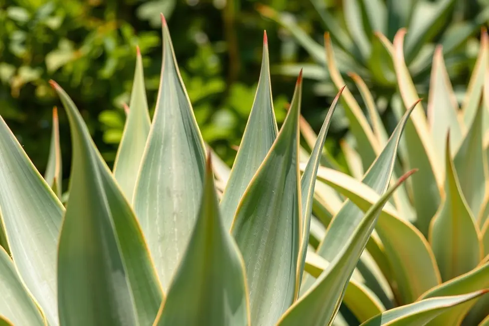 Conhecendo a Agave e suas características únicas