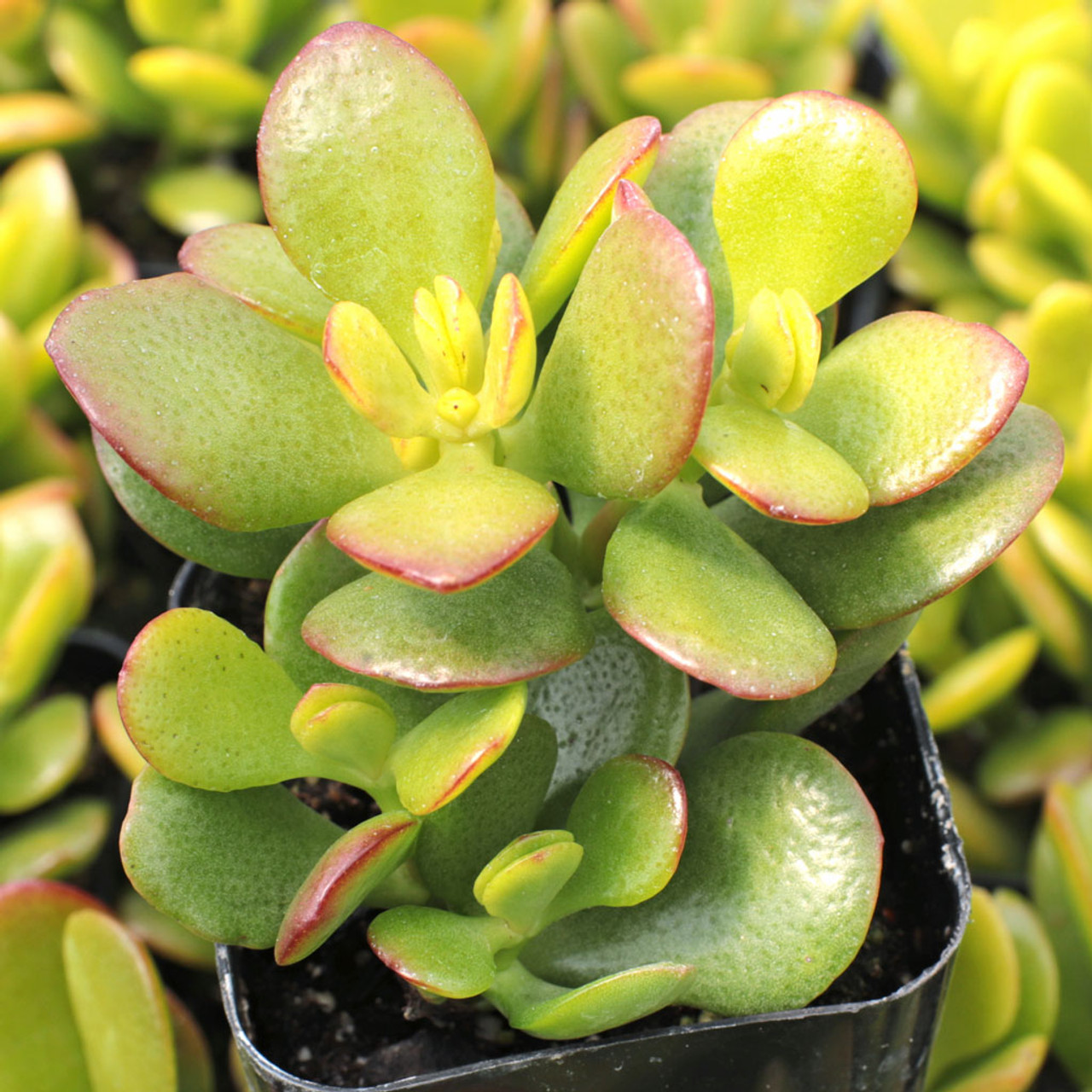 Cuidados Essenciais para Cultivar a Crassula Ovata