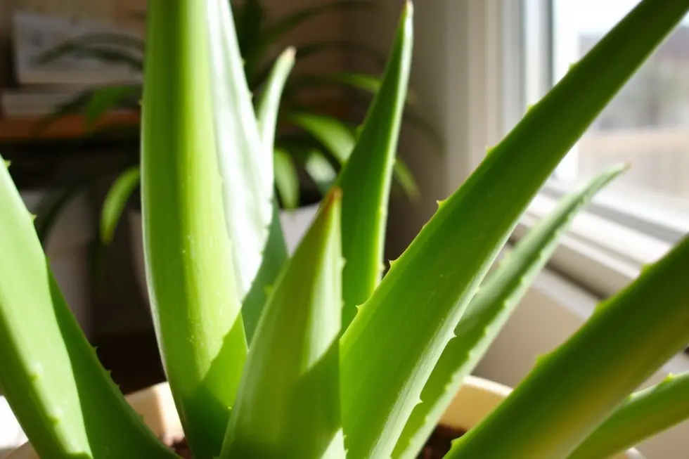As propriedades e benefícios da Aloe Vera