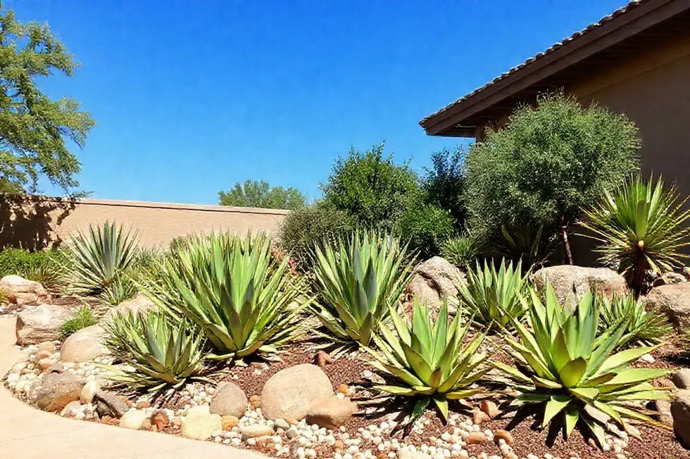 Usos e benefícios da Agave na decoração e jardinagem